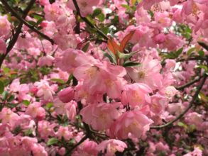 ３月２６日生まれの誕生花と花言葉 花の案内人 花言葉と誕生花