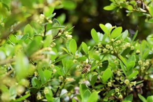 ３月２８日生まれの誕生花と花言葉 花の案内人 花言葉と誕生花