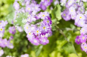 ３月２５日生まれの誕生花と花言葉 花の案内人 花言葉と誕生花