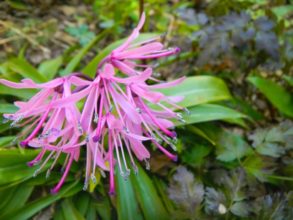 ３月２７日生まれの誕生花と花言葉 花の案内人 花言葉と誕生花