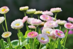 ３月３０日生まれの誕生花と花言葉 花の案内人 花言葉と誕生花