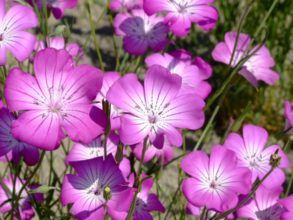 ７月３日生まれの誕生花と花言葉 花の案内人 花言葉と誕生花