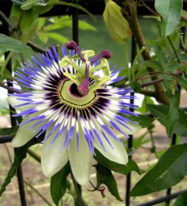 ７月６日生まれの誕生花と花言葉 花の案内人 花言葉と誕生花