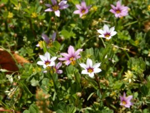 ７月５日生まれの誕生花と花言葉 花の案内人 花言葉と誕生花