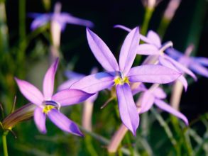 ７月１０日生まれの誕生花と花言葉 花の案内人 花言葉と誕生花