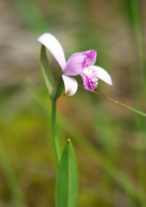 ７月６日生まれの誕生花と花言葉 花の案内人 花言葉と誕生花