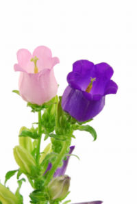 ７月２３日生まれの誕生花と花言葉 花の案内人 花言葉と誕生花