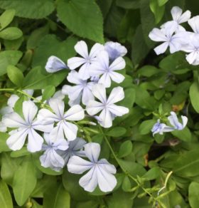 ７月１７日生まれの誕生花と花言葉 花の案内人 花言葉と誕生花