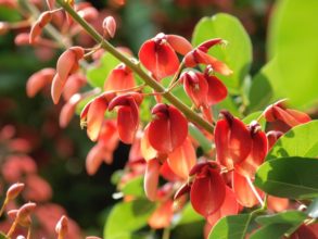 ７月１７日生まれの誕生花と花言葉 花の案内人 花言葉と誕生花