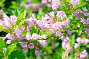 ７月１１日生まれの誕生花と花言葉 花の案内人 花言葉と誕生花