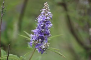 ７月２５日生まれの誕生花と花言葉 花の案内人 花言葉と誕生花