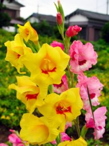 ７月２９日生まれの誕生花と花言葉 花の案内人 花言葉と誕生花