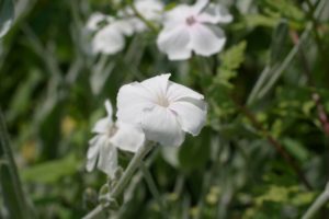 ７月２５日生まれの誕生花と花言葉 花の案内人 花言葉と誕生花