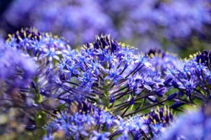 １２月６日生まれの誕生花と花言葉 花の案内人 花言葉と誕生花
