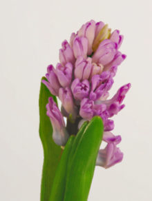 １２月１２日生まれの誕生花と花言葉 花の案内人 花言葉と誕生花