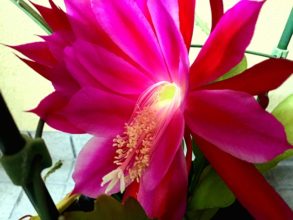 １２月１４日生まれの誕生花と花言葉 花の案内人 花言葉と誕生花