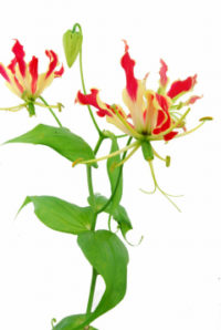 １２月１８日生まれの誕生花と花言葉 花の案内人 花言葉と誕生花