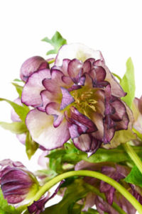 12月19日生まれの誕生花と花言葉 花の案内人 花言葉と誕生花 12月19日生まれの誕生花と花言葉 花の案内人 花言葉と誕生花