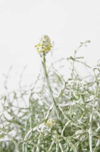 １２月１９日生まれの誕生花と花言葉 花の案内人 花言葉と誕生花