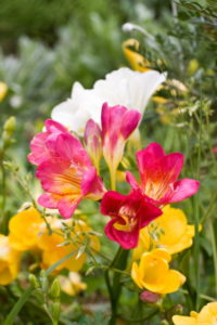 １２月１７日生まれの誕生花と花言葉 花の案内人 花言葉と誕生花