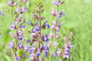 １２月２４日生まれの誕生花と花言葉 花の案内人 花言葉と誕生花