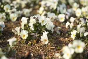 １２月２４日生まれの誕生花と花言葉 花の案内人 花言葉と誕生花