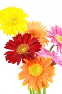 １２月３０日生まれの誕生花と花言葉 花の案内人 花言葉と誕生花