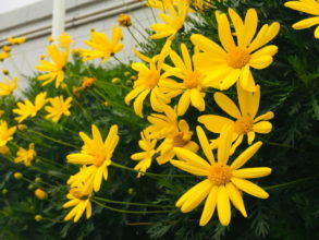 １２月３１日生まれの誕生花と花言葉 花の案内人 花言葉と誕生花